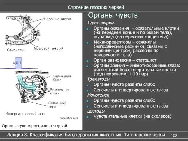 Строение плоских червей Лекция 8. Классификация билатеральных животных. Тип плоские