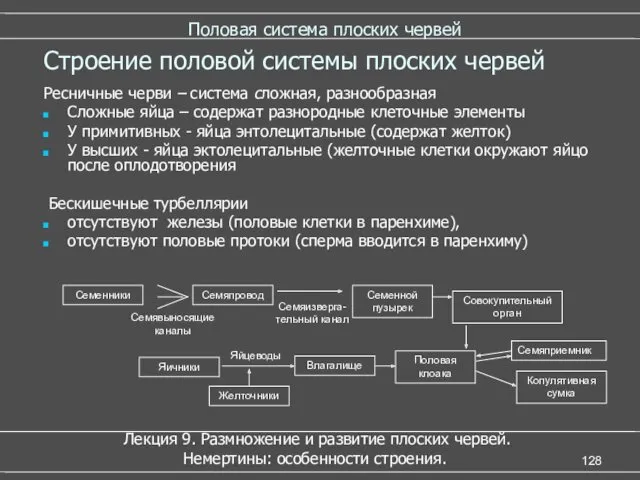 Половая система плоских червей Лекция 9. Размножение и развитие плоских