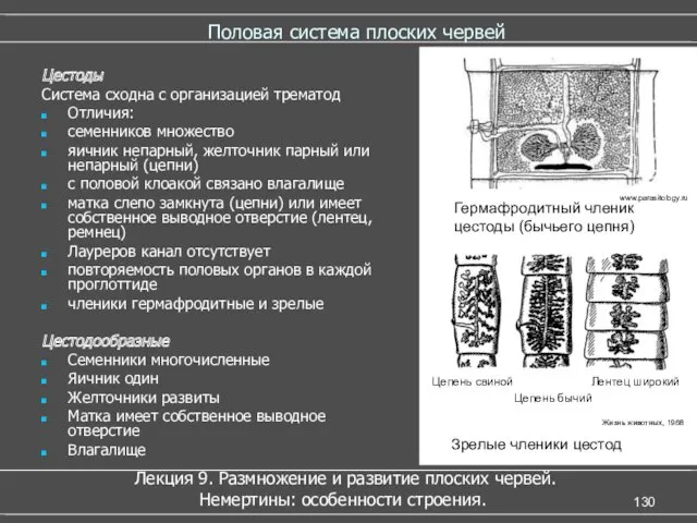 Половая система плоских червей Лекция 9. Размножение и развитие плоских