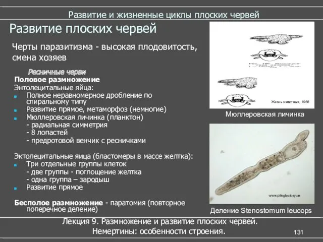 Развитие и жизненные циклы плоских червей Лекция 9. Размножение и