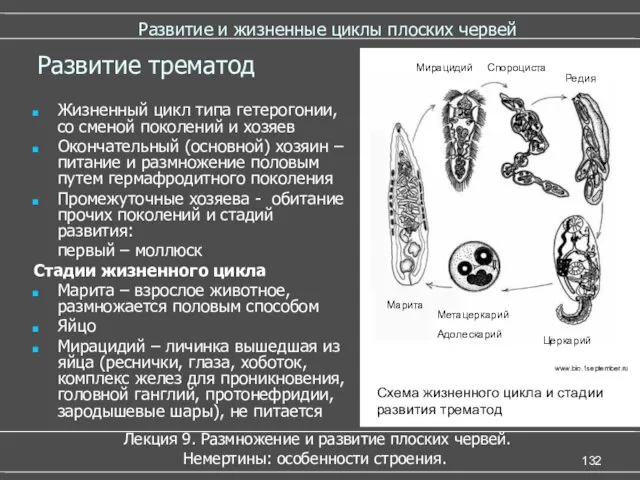 Развитие и жизненные циклы плоских червей Лекция 9. Размножение и