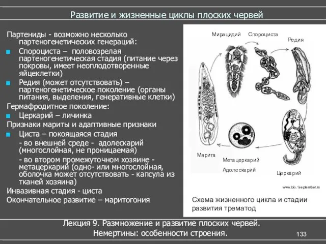 Развитие и жизненные циклы плоских червей Лекция 9. Размножение и