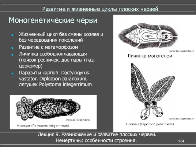 Развитие и жизненные циклы плоских червей Лекция 9. Размножение и