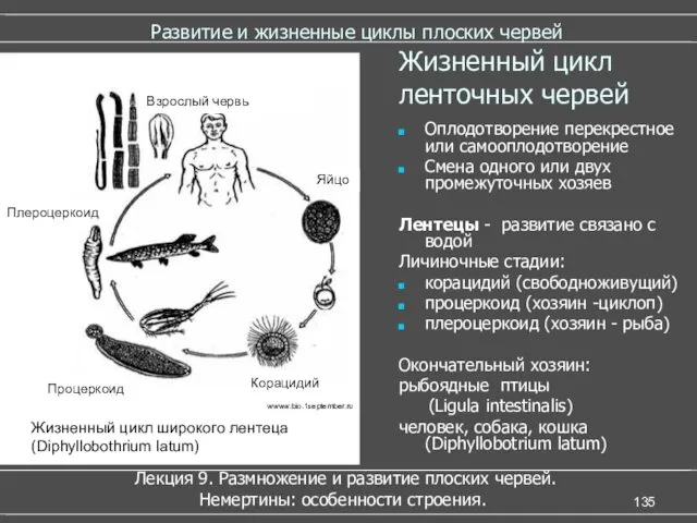 Развитие и жизненные циклы плоских червей Лекция 9. Размножение и