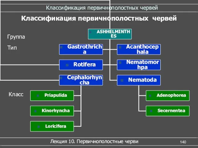 Классификация первичнополостных червей Лекция 10. Первичнополостные черви Классификация первичнополостных червей Тип Класс Группа