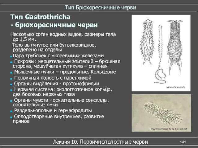 Тип Брюхоресничные черви Лекция 10. Первичнополостные черви www.cartage.org.lb www.maastrichian.home.bresnan.net Тип