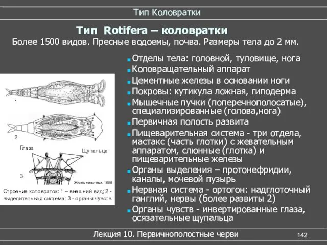 Тип Коловратки Лекция 10. Первичнополостные черви Более 1500 видов. Пресные