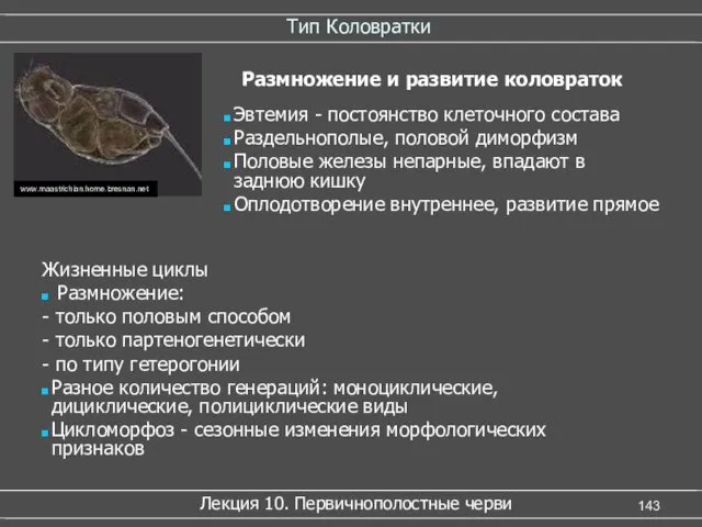 Тип Коловратки Лекция 10. Первичнополостные черви www.maastrichian.home.bresnan.net Размножение и развитие