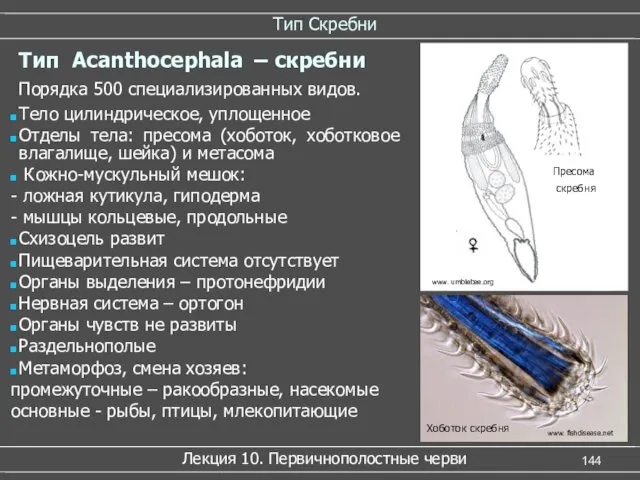 Тип Скребни Лекция 10. Первичнополостные черви www. fishdisease.net Порядка 500