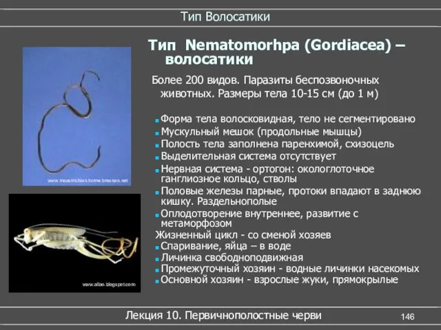 Тип Волосатики Лекция 10. Первичнополостные черви www.allao.blogspot.com www.maastrichian.home.bresnan.net Более 200