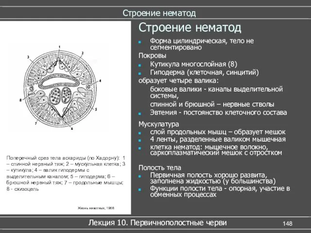 Жизнь животных, 1968 Строение нематод Лекция 10. Первичнополостные черви Строение