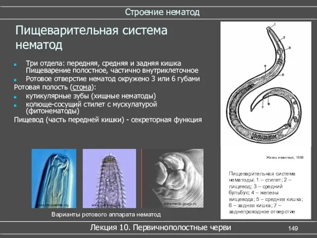 Строение нематод Лекция 10. Первичнополостные черви Пищеварительная система нематод www.discoverlife.org