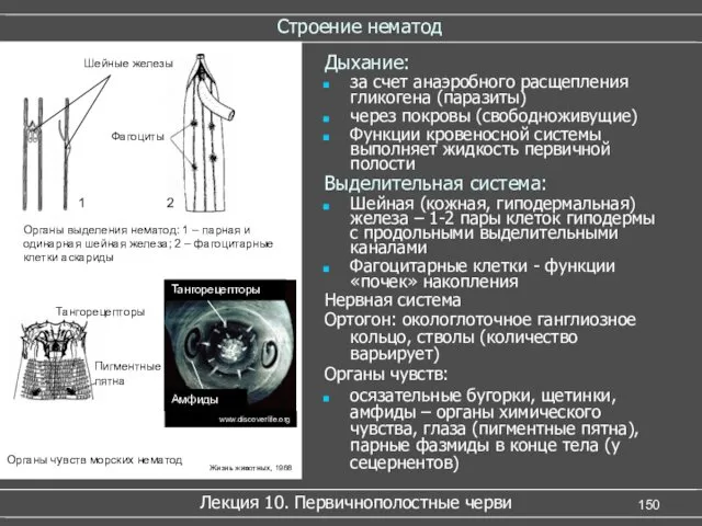 Строение нематод Лекция 10. Первичнополостные черви Дыхание: за счет анаэробного