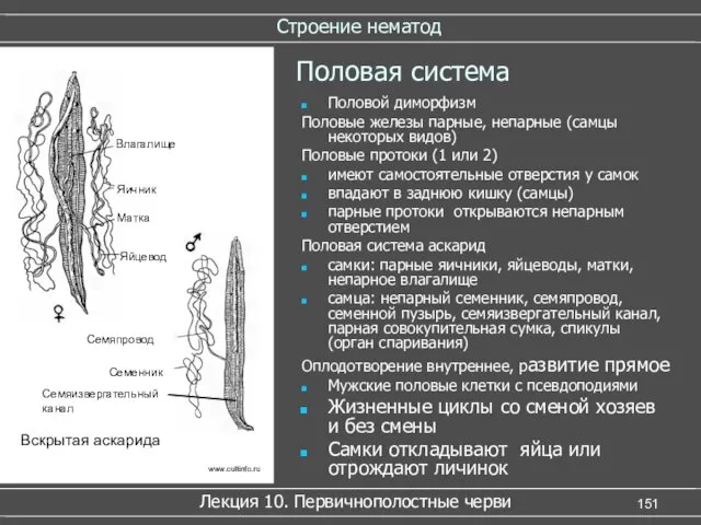 Строение нематод Лекция 10. Первичнополостные черви Половая система Половой диморфизм