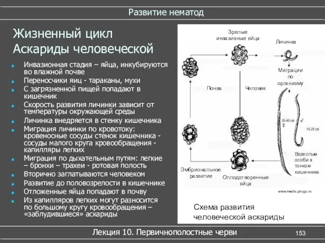 Развитие нематод Лекция 10. Первичнополостные черви Жизненный цикл Аскариды человеческой