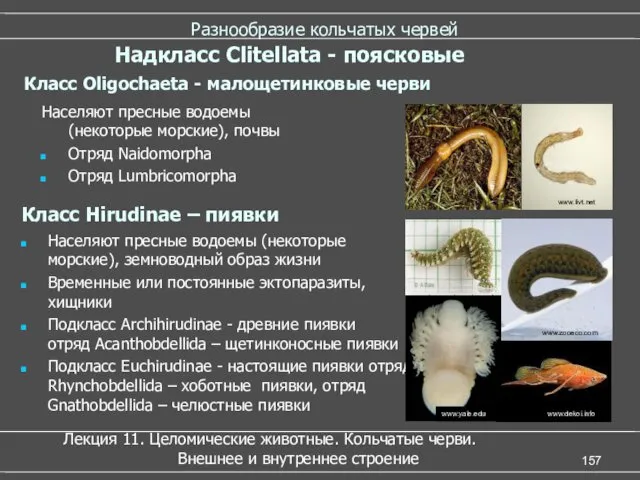 Разнообразие кольчатых червей Класс Hirudinae – пиявки Населяют пресные водоемы