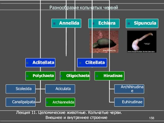 Разнообразие кольчатых червей www.tolweb.org www.maastrichian.home.bresnan Echiura Sipuncula Лекция 11. Целомические