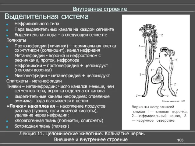 Внутреннее строение Выделительная система Нефридиального типа Пара выделительных канала на