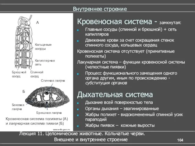 Внутреннее строение Кровеносная система - замкнутая: Главные сосуды (спинной и