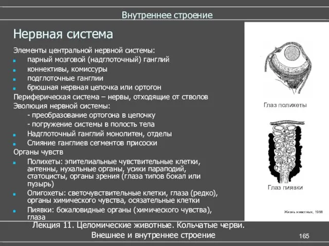 Внутреннее строение Нервная система Элементы центральной нервной системы: парный мозговой