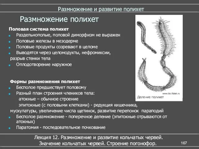 Размножение и развитие полихет Половая система полихет Раздельнополые, половой диморфизм