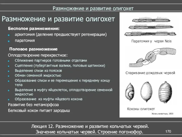 Размножение и развитие олигохет Лекция 12. Размножение и развитие кольчатых