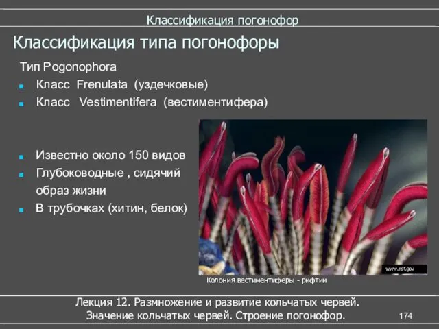 Классификация погонофор Тип Pogonophora Класс Frenulata (уздечковые) Класс Vestimentifera (вестиментифера)