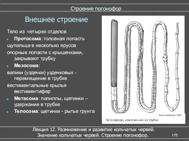 Строение погонофор Тело из четырех отделов Протосома: головная лопасть щупальца