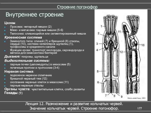 Строение погонофор Целом Просома: непарный мешок (2) Мезо- и метасома: