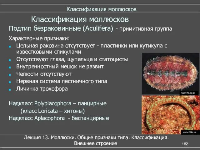 Классификация моллюсков Подтип безраковинные (Aculifera) - примитивная группа Характерные признаки: