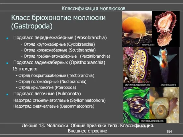 Классификация моллюсков Подкласс переднежаберные (Prosobranchia) - Отряд кругожаберные (Cyclobranсhia) -