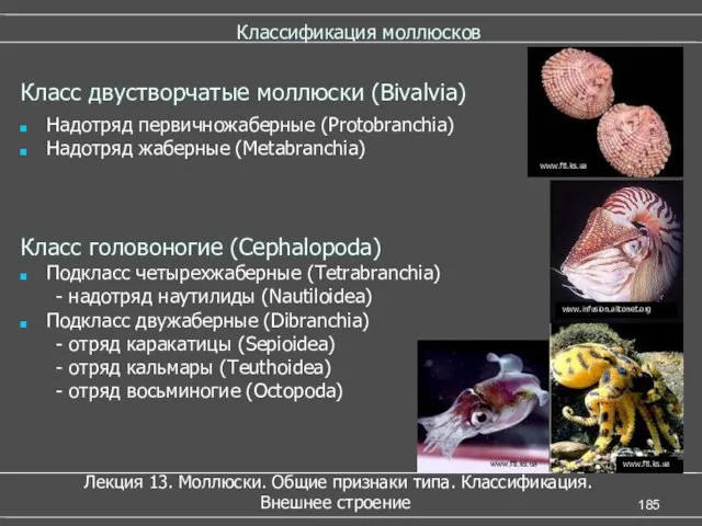 Классификация моллюсков Надотряд первичножаберные (Protobranchia) Надотряд жаберные (Metabranchia) Класс головоногие