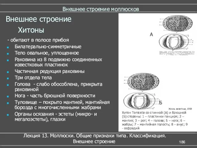 Внешнее строение моллюсков - обитают в полосе прибоя Билатерально-симметричные Тело