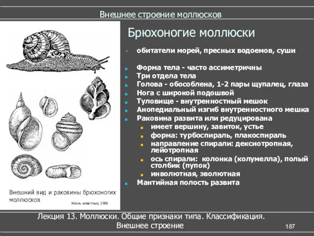 Внешнее строение моллюсков обитатели морей, пресных водоемов, суши Форма тела