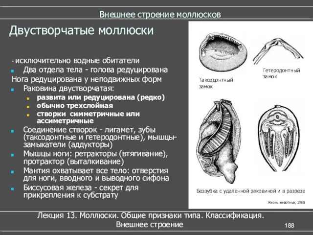 Внешнее строение моллюсков - исключительно водные обитатели Два отдела тела