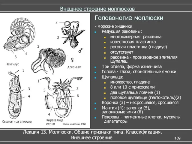 Внешнее строение моллюсков - морские хищники Редукция раковины: многокамерная раковина