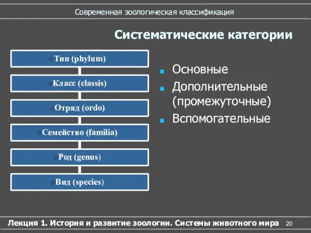 Современная зоологическая классификация Основные Дополнительные (промежуточные) Вспомогательные Лекция 1. История