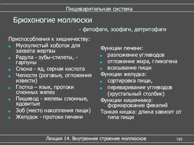 Пищеварительная система Приспособления к хищничеству: Мускулистый хоботок для захвата жертвы