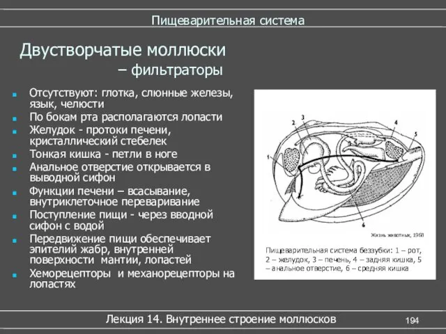 Пищеварительная система Отсутствуют: глотка, слюнные железы, язык, челюсти По бокам