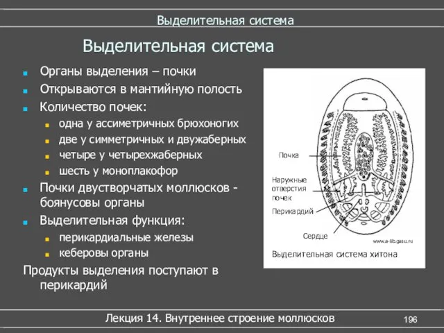 Выделительная система Органы выделения – почки Открываются в мантийную полость