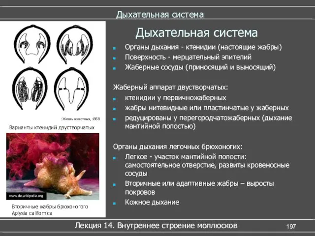 Дыхательная система Органы дыхания - ктенидии (настоящие жабры) Поверхность -