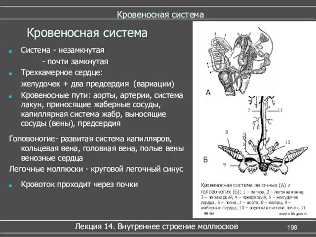 Кровеносная система Система - незамкнутая - почти замкнутая Трехкамерное сердце: