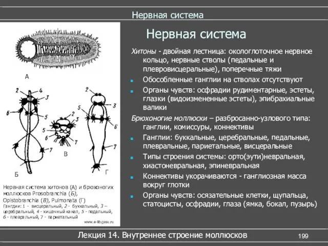 Нервная система Хитоны - двойная лестница: окологлоточное нервное кольцо, нервные