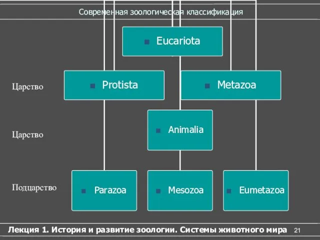 Современная зоологическая классификация Лекция 1. История и развитие зоологии. Системы животного мира Царство Подцарство Царство