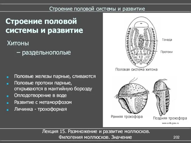 Строение половой системы и развитие Хитоны – раздельнополые Половые железы