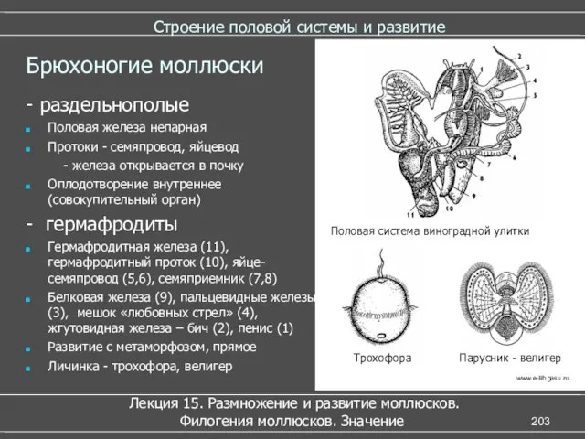 Строение половой системы и развитие - раздельнополые Половая железа непарная