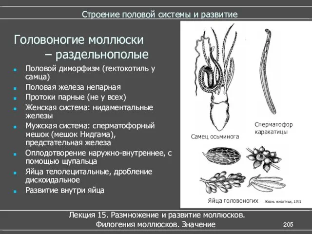 Строение половой системы и развитие Половой диморфизм (гектокотиль у самца)