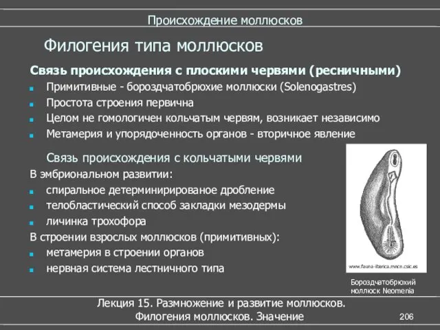 Происхождение моллюсков Связь происхождения с плоскими червями (ресничными) Примитивные -