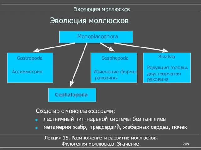 Эволюция моллюсков Лекция 15. Размножение и развитие моллюсков. Филогения моллюсков.