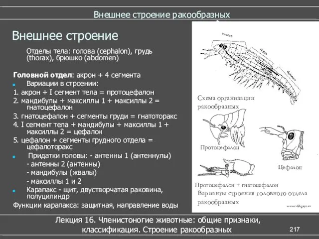 Внешнее строение ракообразных Лекция 16. Членистоногие животные: общие признаки, классификация.